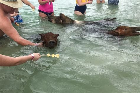 Swimming Pigs & Crystal Beach